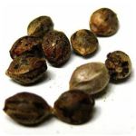 Семена марихуаны АК-47  (Seeds AK-47) в Усмани